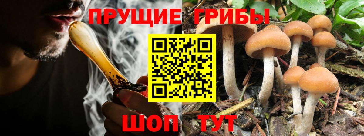 Галлюциногенные грибы Psilocybine cubensis Елец